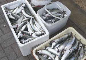 Koue water en vis is nie pelle nie